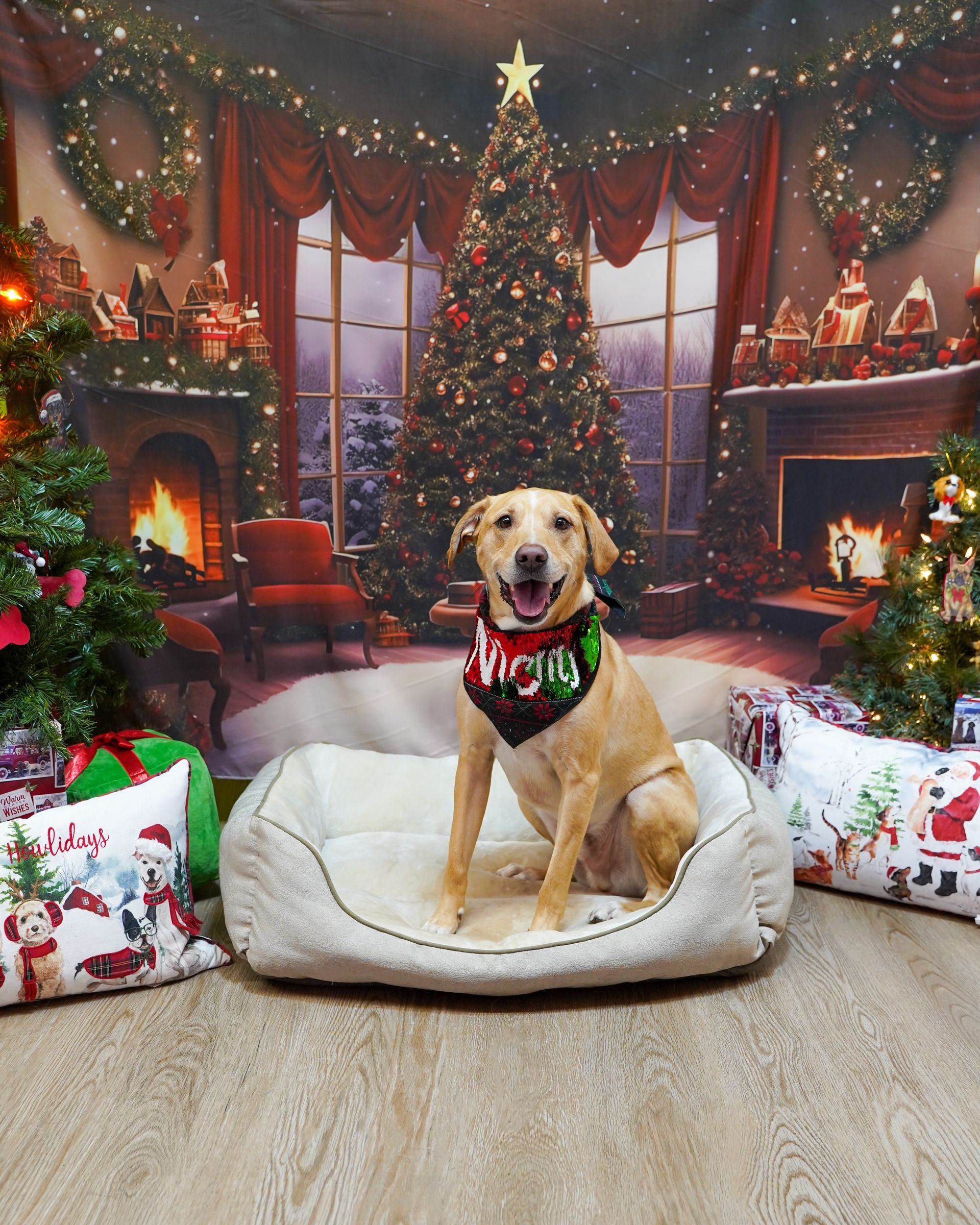 Dog in a bed wearing a 