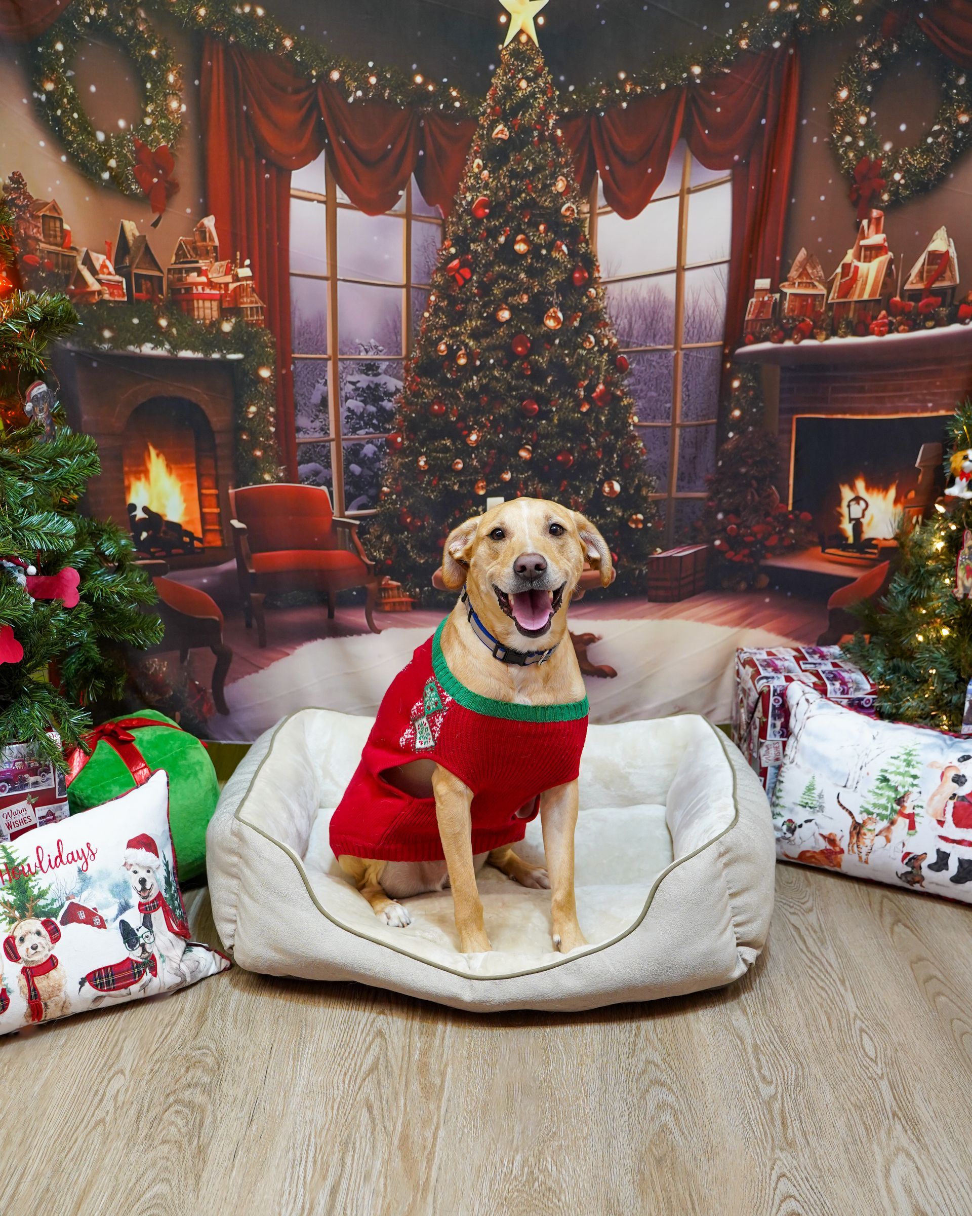 Dog in a red Christmas sweater sits in a bed against a festive holiday backdrop.