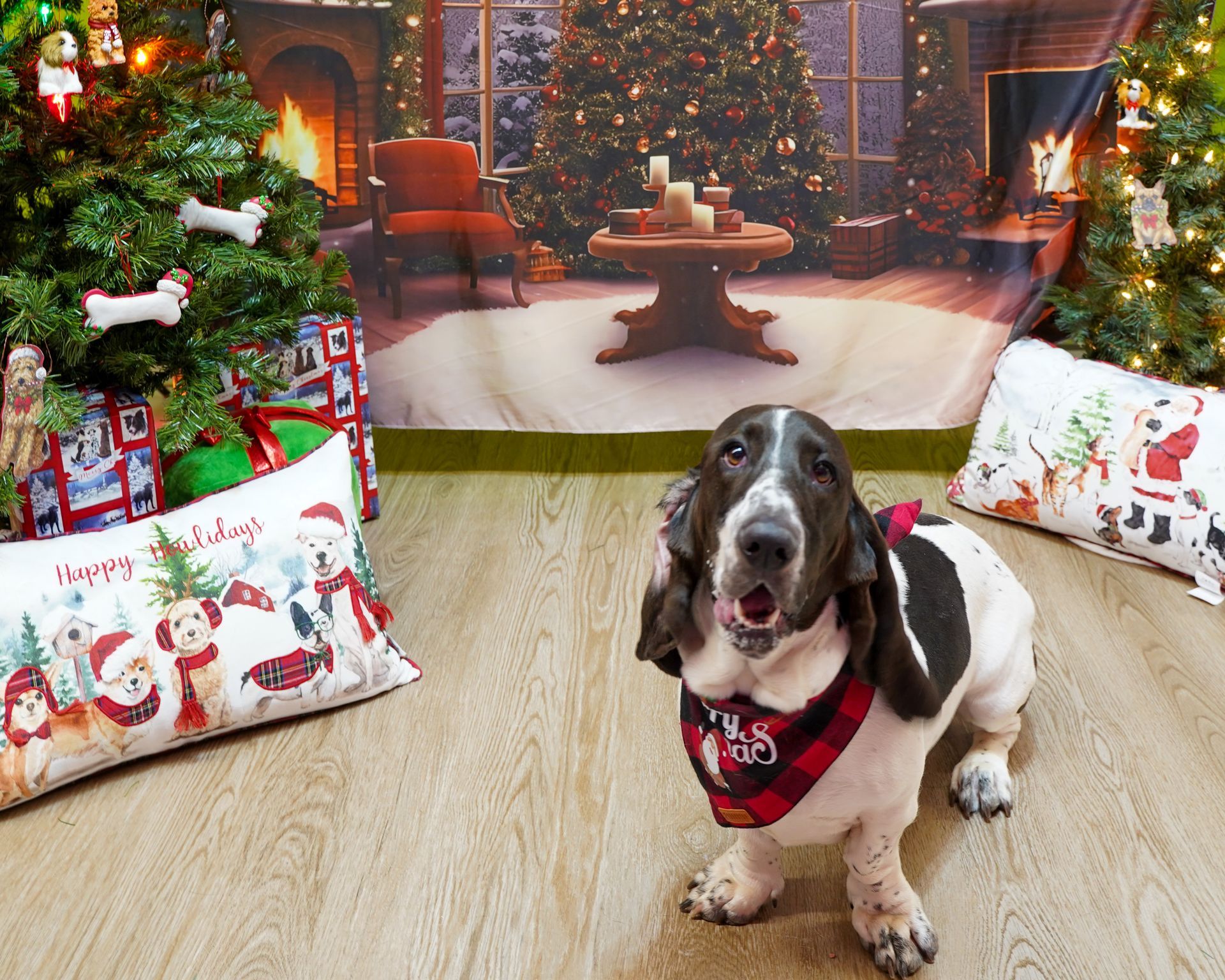 Basset hound wearing a bandana sits in front of a Christmas backdrop. Festive pillows and trees with decorations are in the scene.