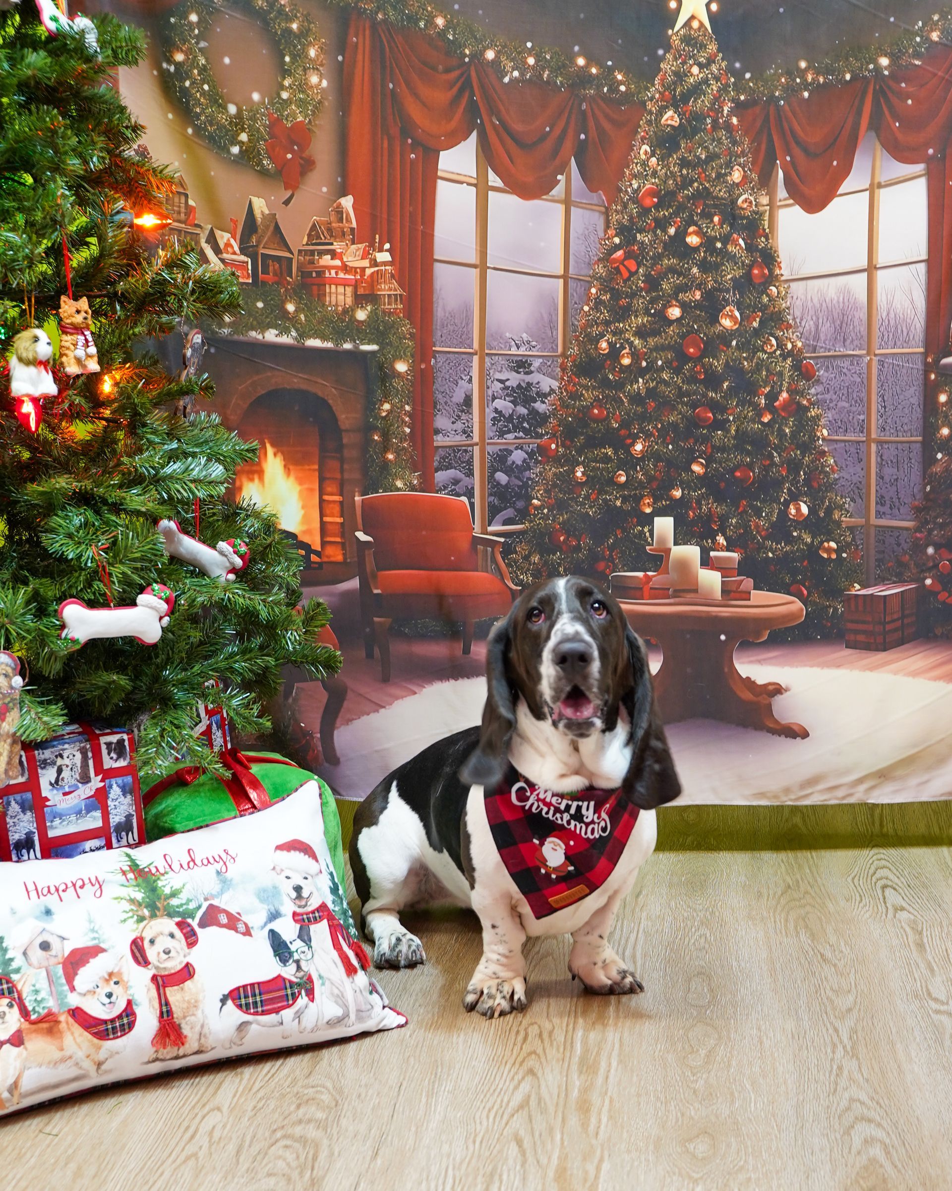 Basset hound wearing a red plaid bandana sits in front of a Christmas tree with a festive backdrop.
