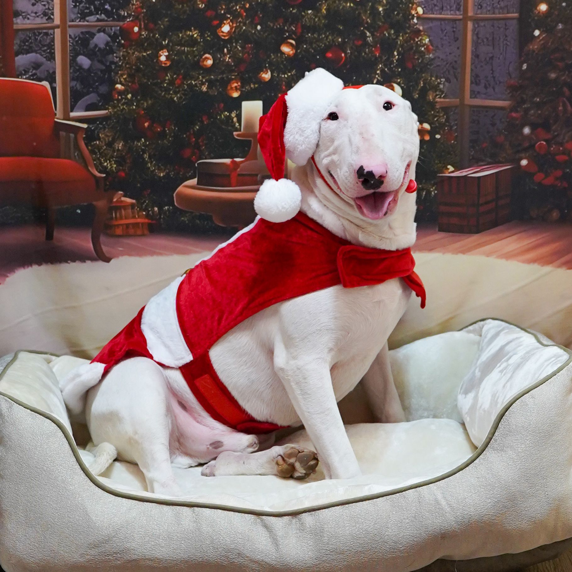 White Bull Terrier in a Santa outfit, sitting in a dog bed, smiling, with a Christmas tree in the background.