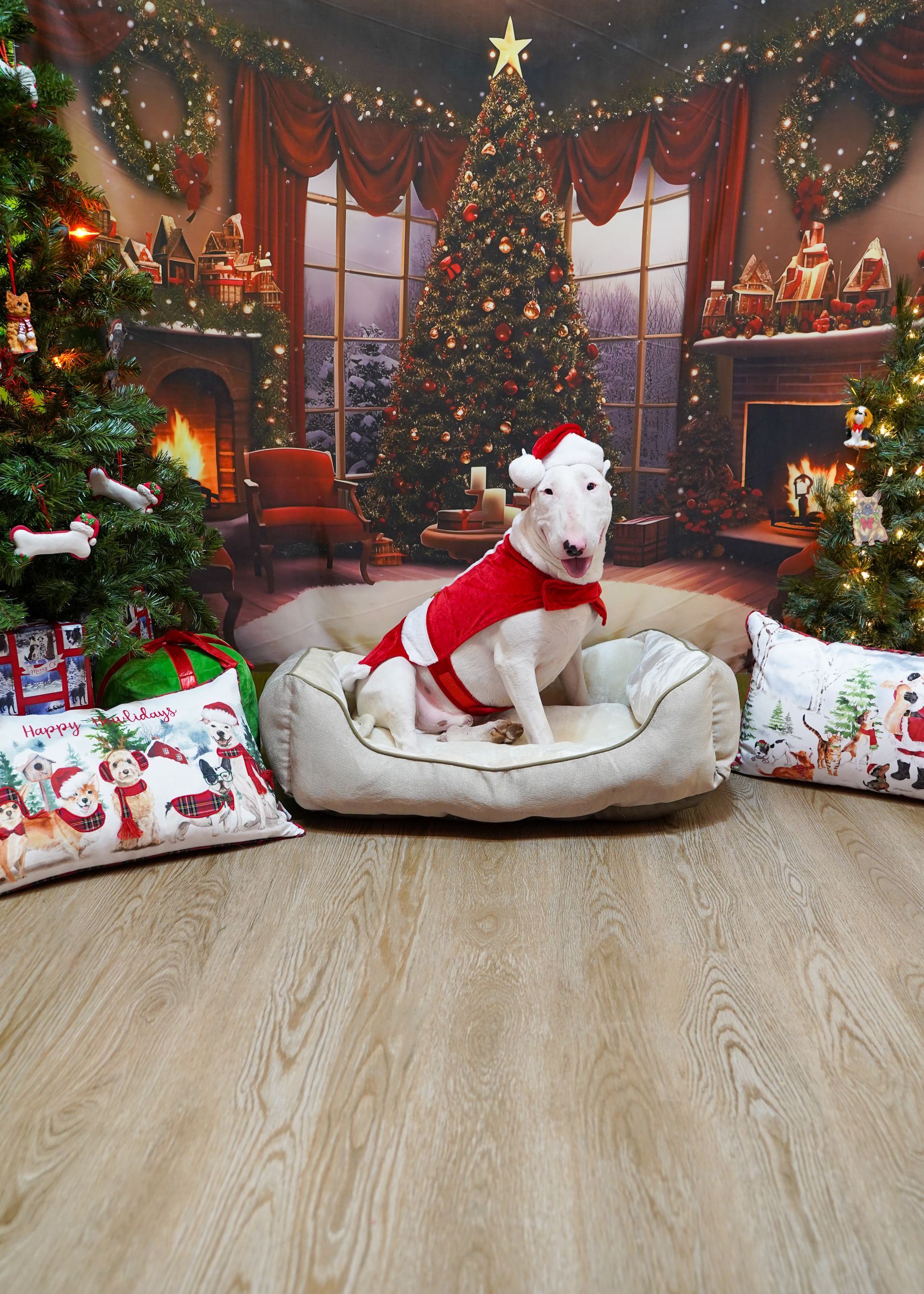 Dog in Santa outfit sitting on a bed, Christmas background.