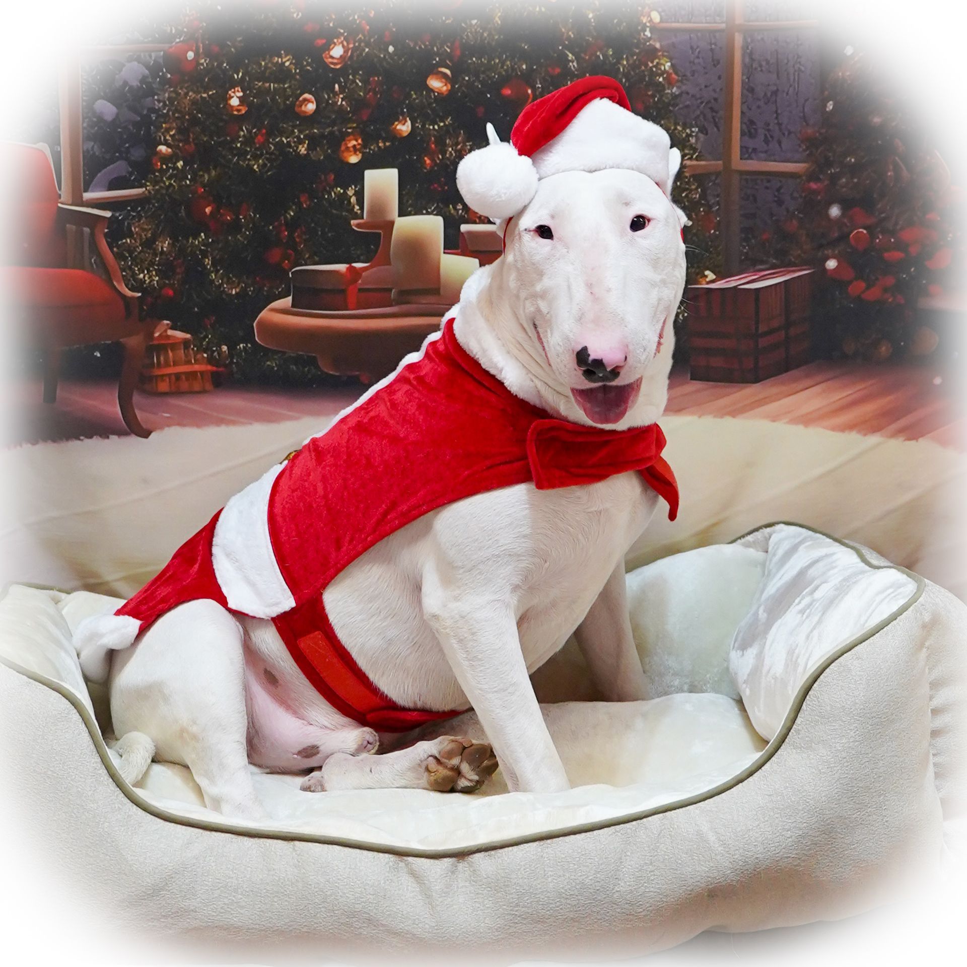 White Bull Terrier dog in Santa outfit sitting in a bed with Christmas tree in background.