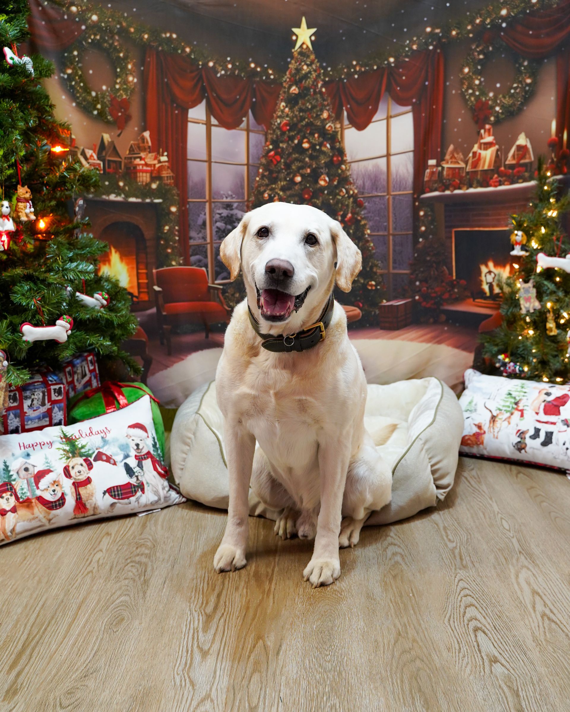 Yellow labrador sits in a bed smiling in front of a Christmas backdrop.
