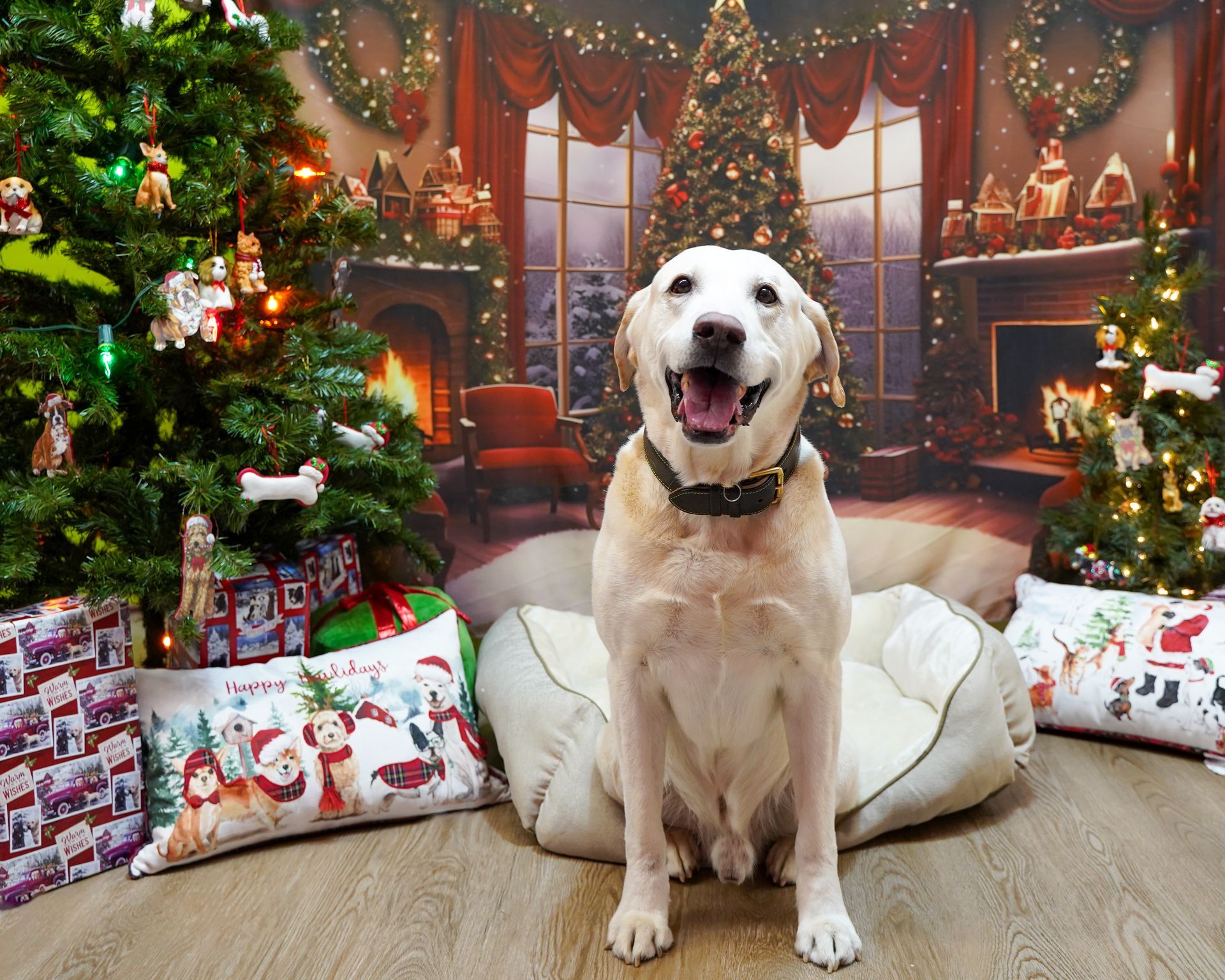Yellow Labrador dog smiling, sitting on a bed, surrounded by Christmas trees, presents, and a festive background.