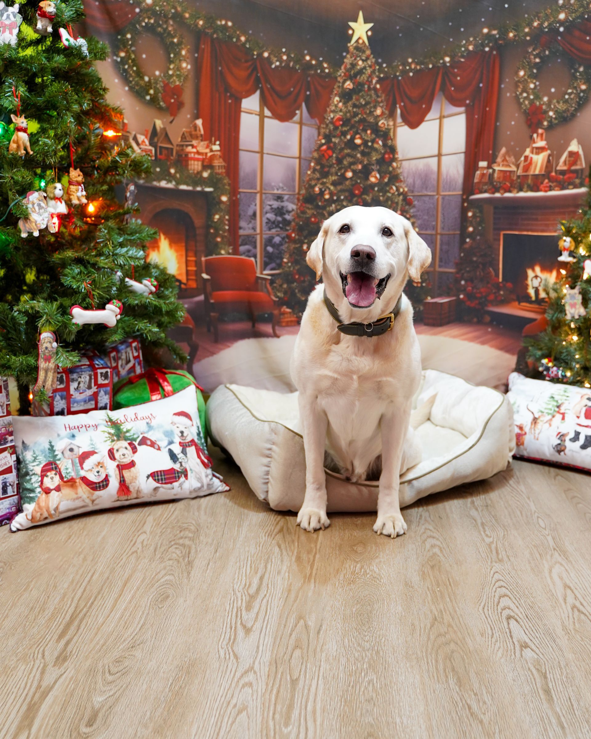 Yellow lab dog sitting in a bed smiling with a Christmas-themed backdrop.