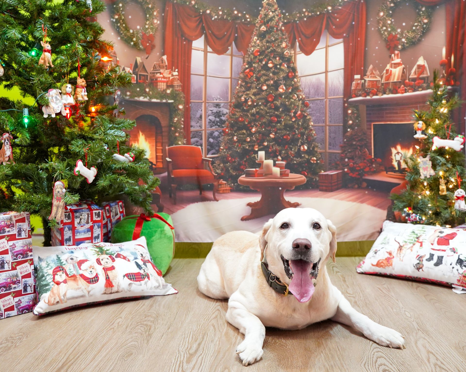 Smiling yellow lab dog lying on floor with Christmas decorations.