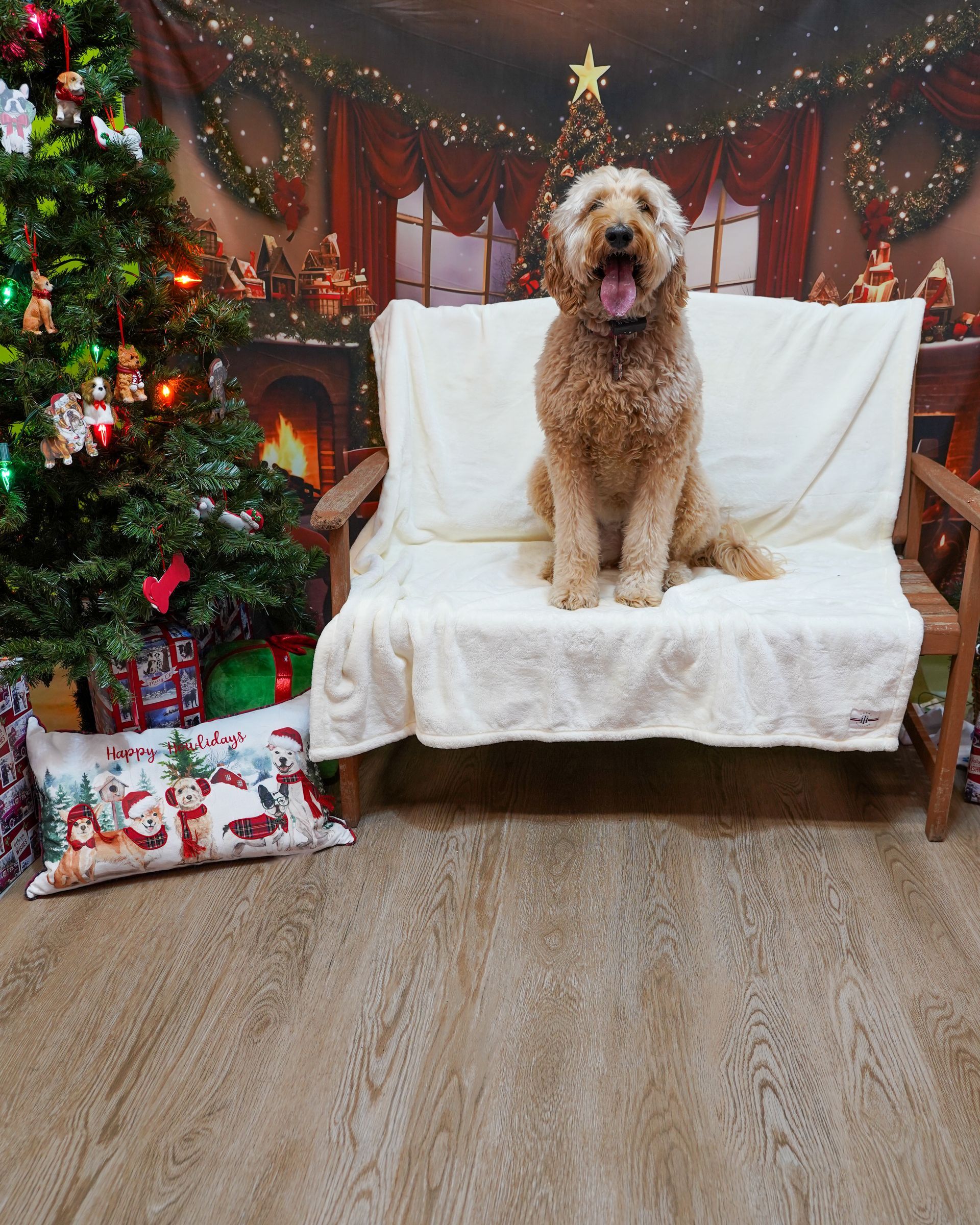 Goldendoodle dog sits on a bench, smiling, in front of a Christmas backdrop with a tree and presents.