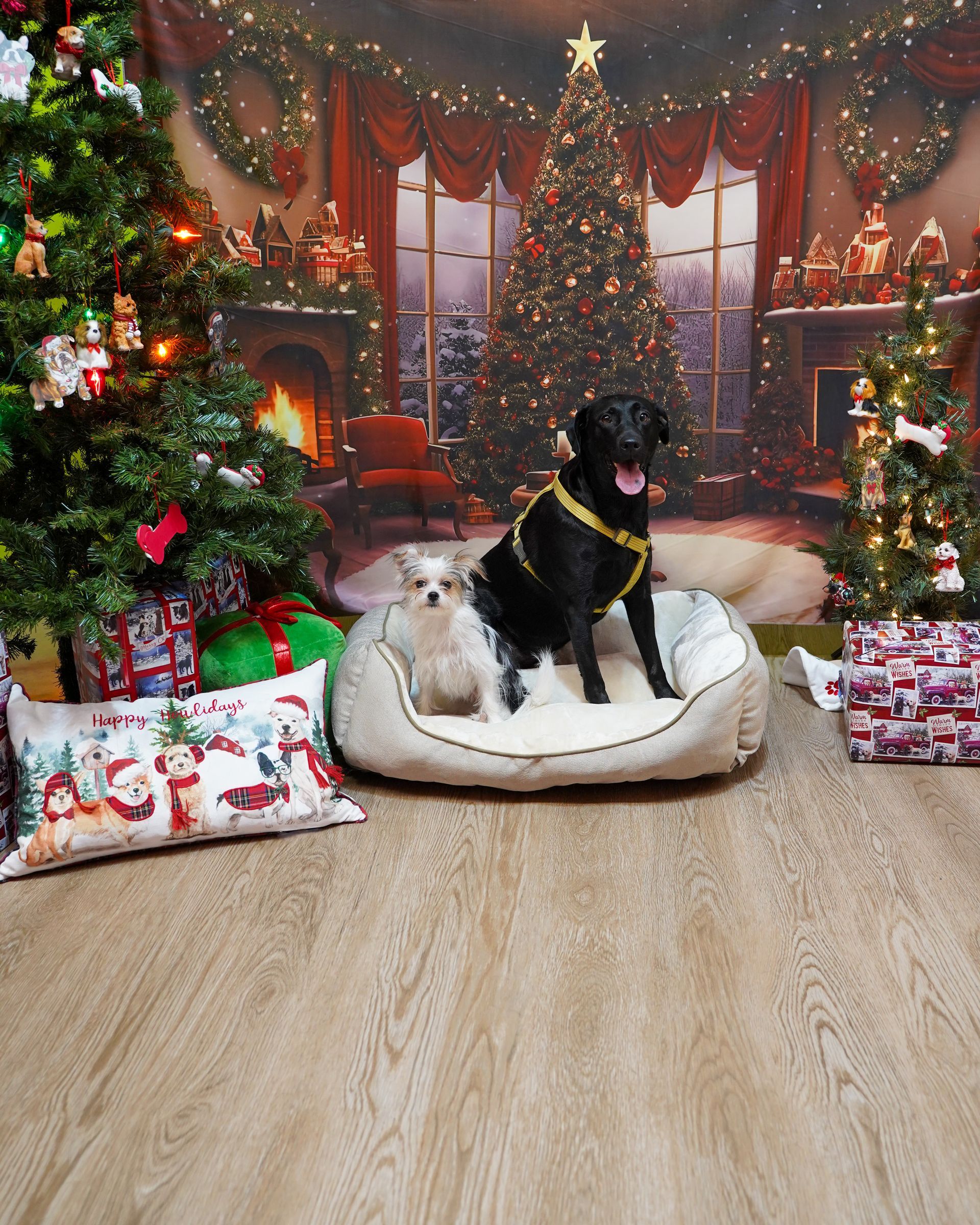 Two dogs sit in a bed in front of a Christmas tree backdrop. One is black, the other white.
