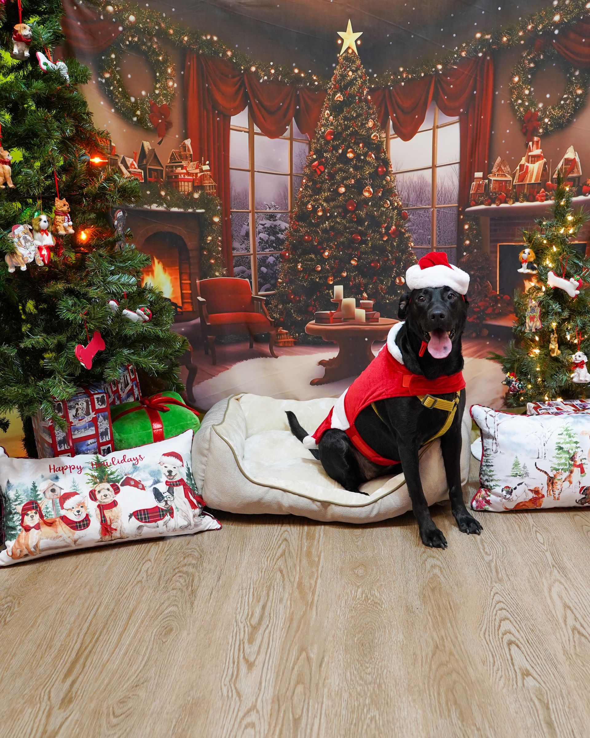Black dog in Santa suit sitting on a dog bed in front of a Christmas backdrop.