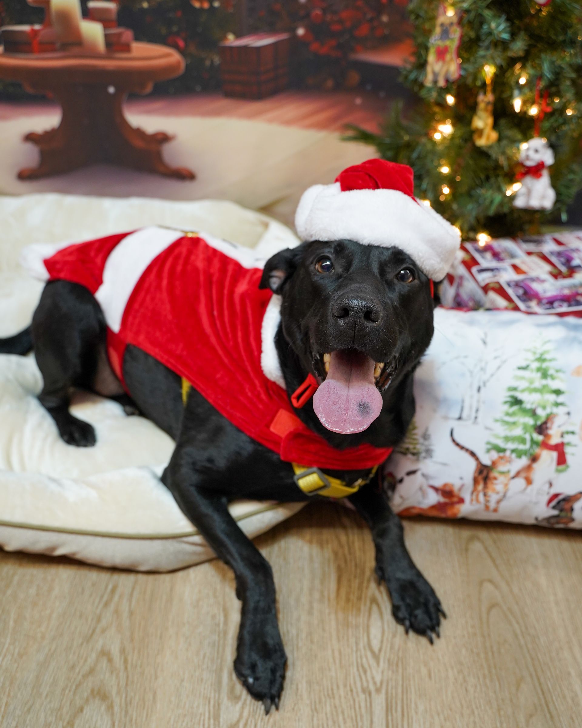 Black dog wearing a Santa suit and hat, laying on a cushion near a Christmas tree.