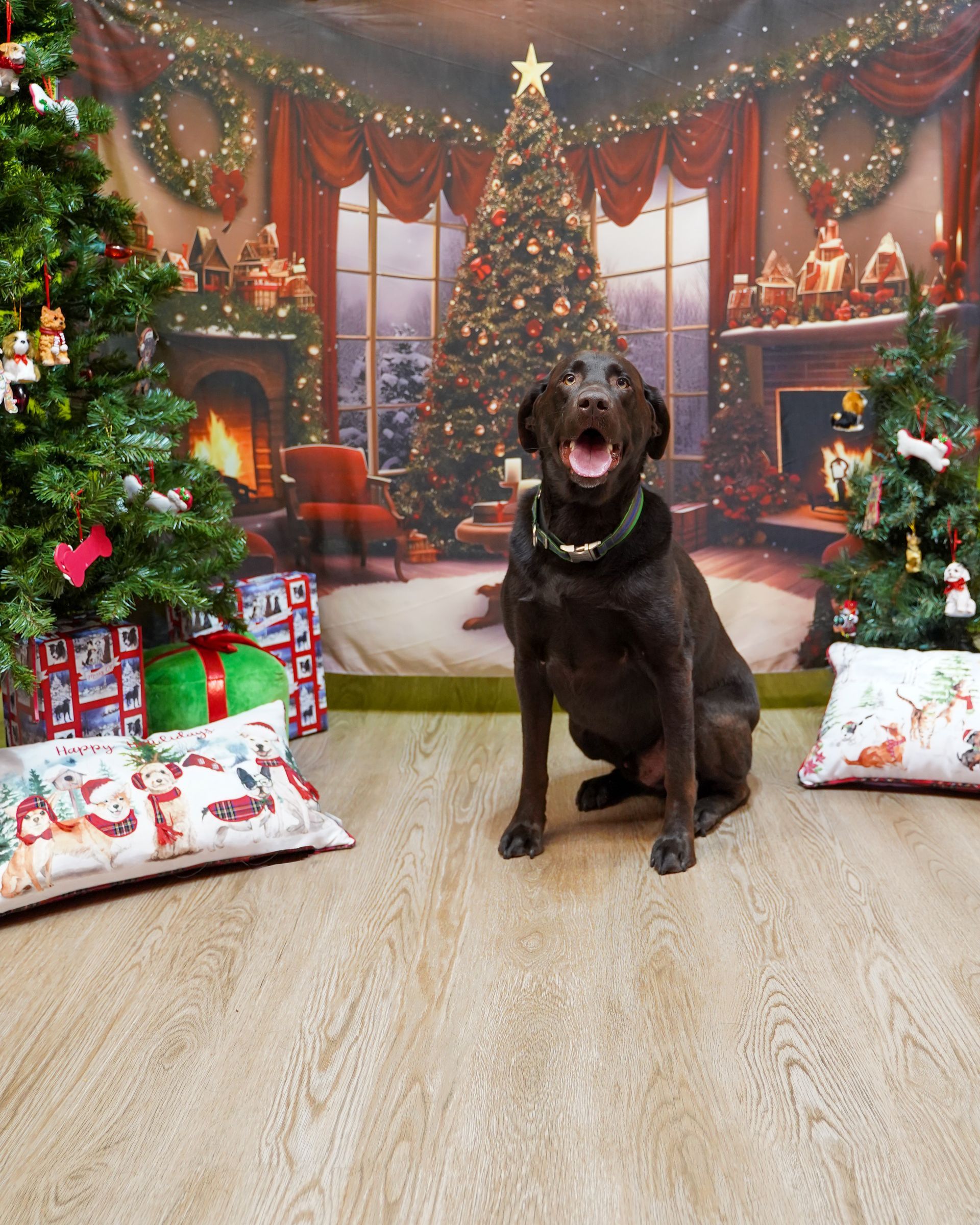Chocolate Labrador dog sitting, smiling, in front of a Christmas backdrop with trees, presents, and fireplace.