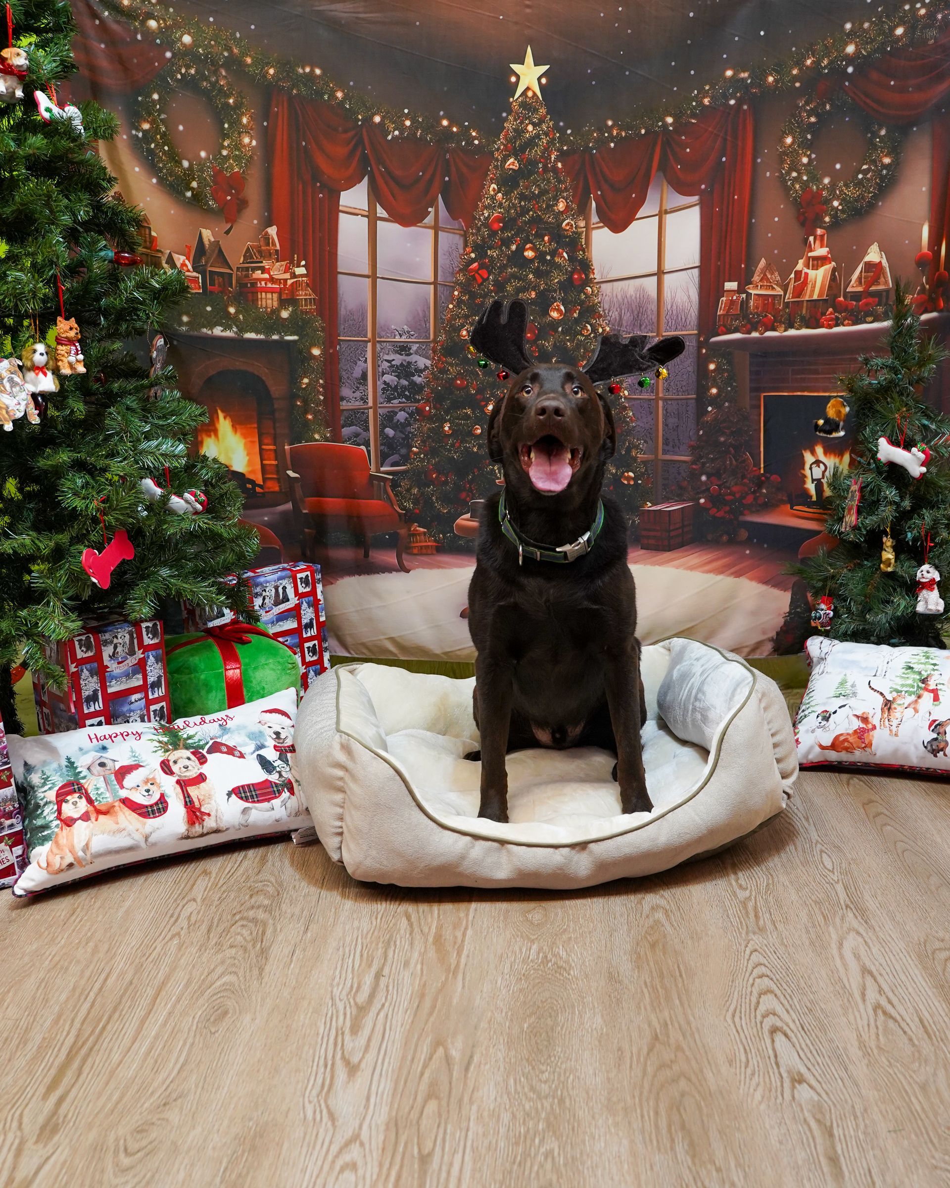 Dog wearing antlers sits in a bed in front of a Christmas backdrop, trees, gifts.