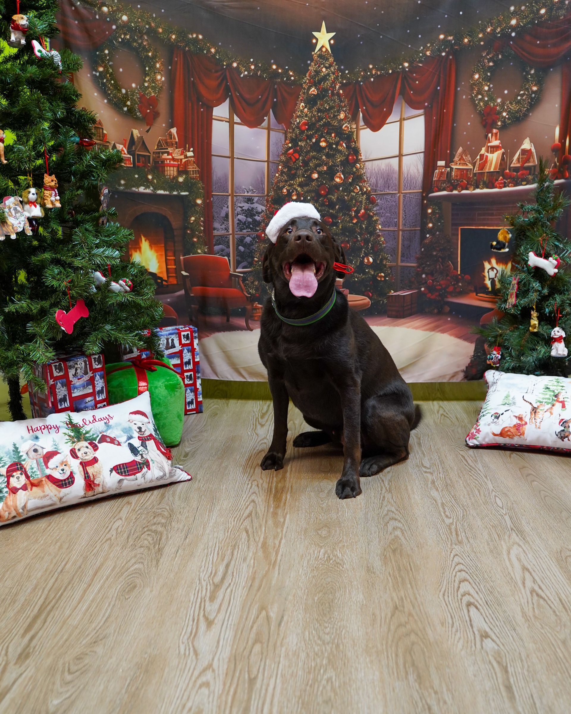 Dog wearing Santa hat in front of Christmas backdrop, yawning with tongue out.