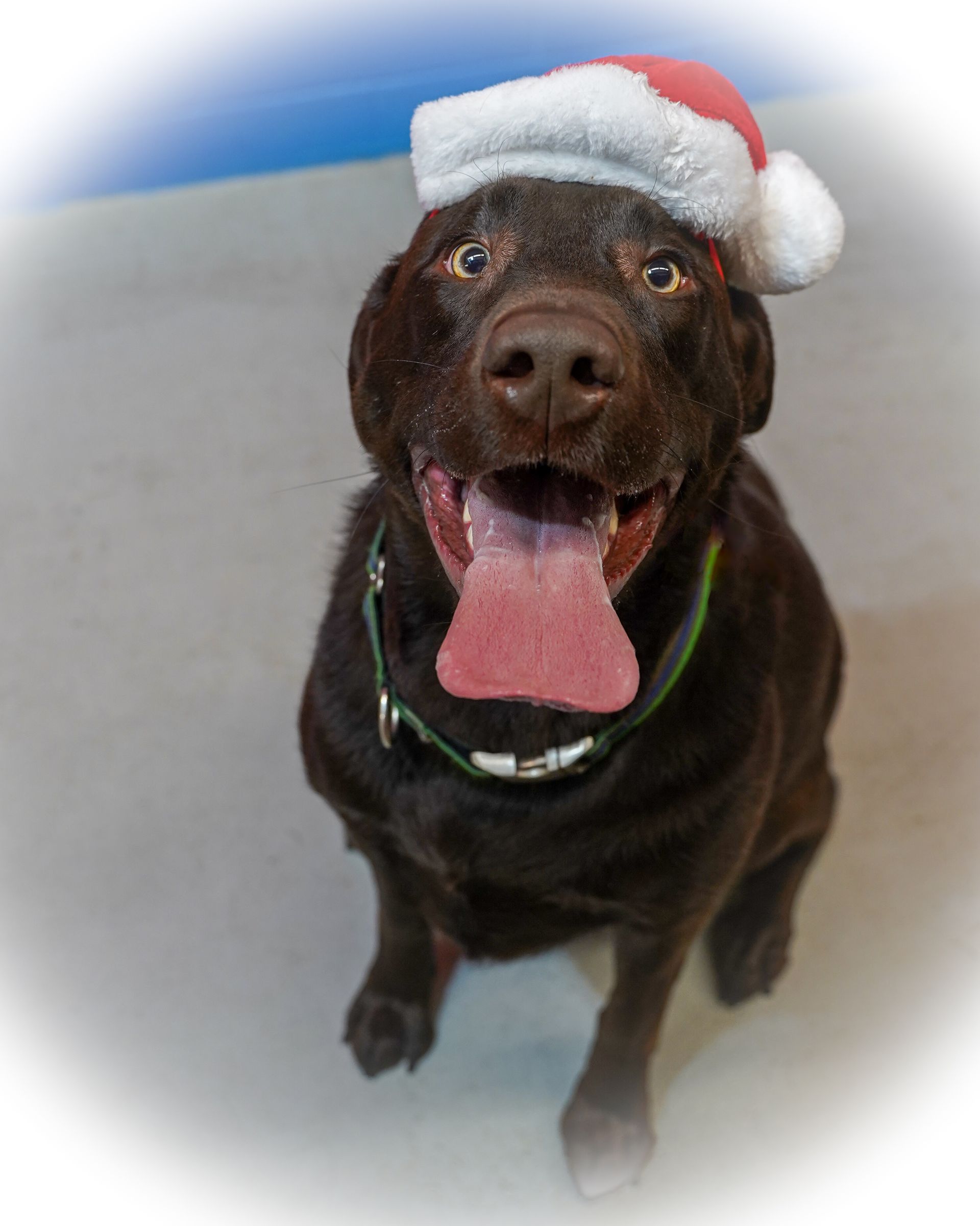 Chocolate Labrador wearing a Santa hat, panting with tongue out, sitting.