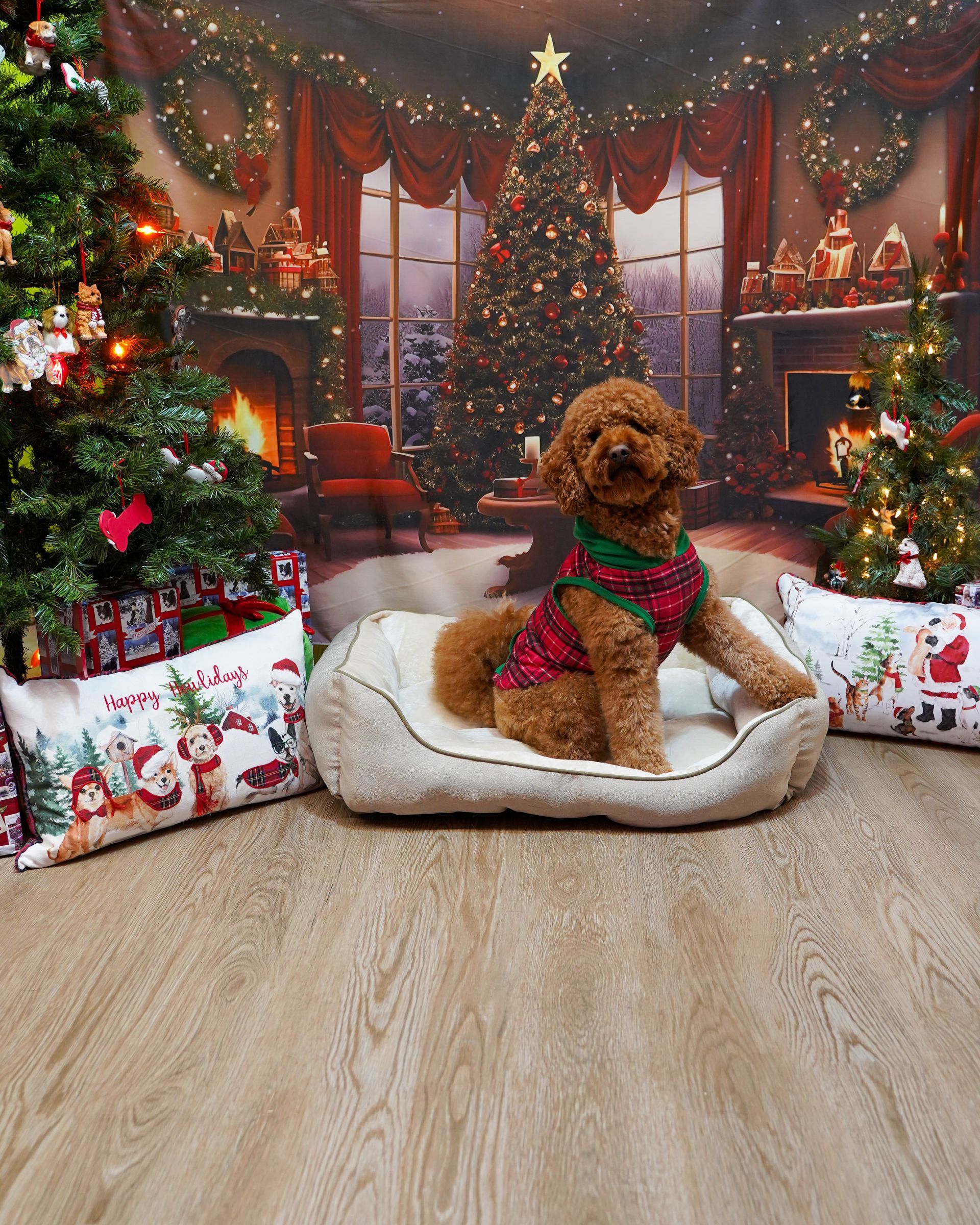 Brown dog wearing Christmas sweater sits in bed in a festive room with Christmas trees.