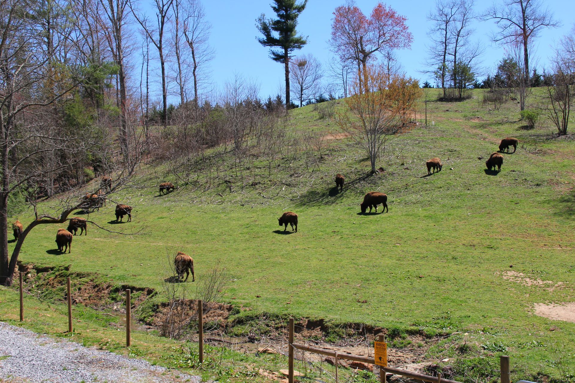 Cattle graze on a green hillside with trees under a blue sky, near a wooden fence.