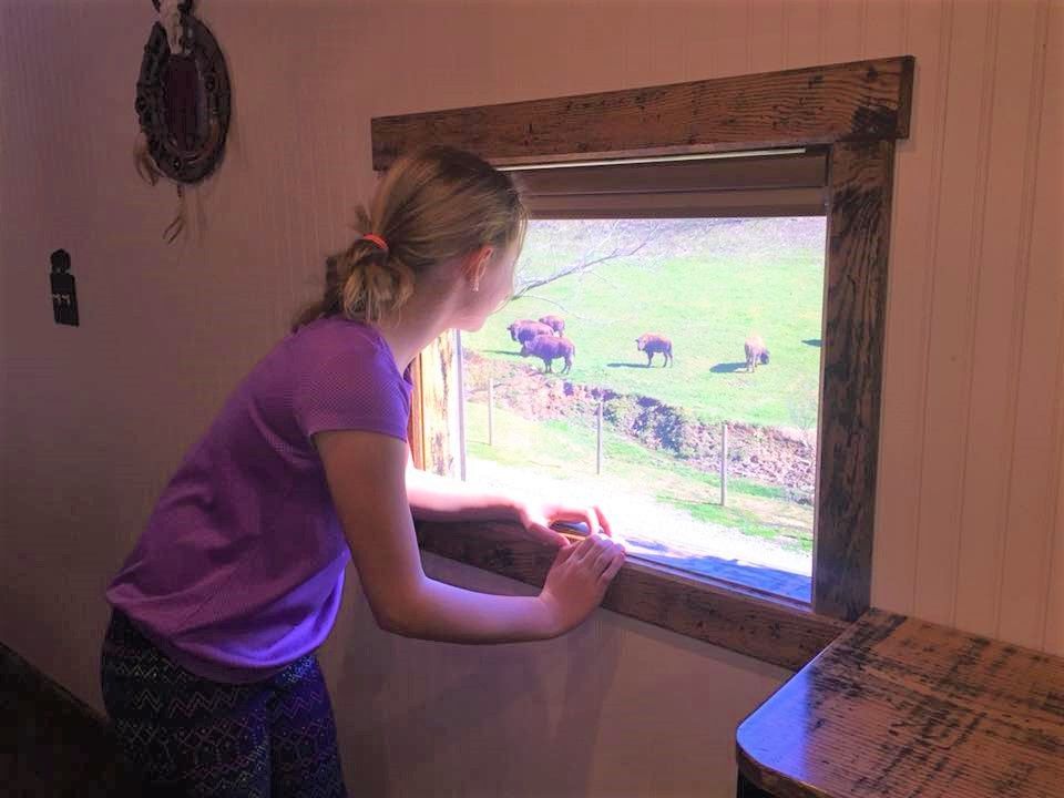 Girl looks out a window at bison grazing in a green field.