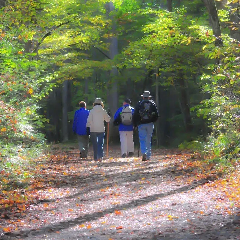 Four people hiking on a dirt path in a sunlit autumn forest.