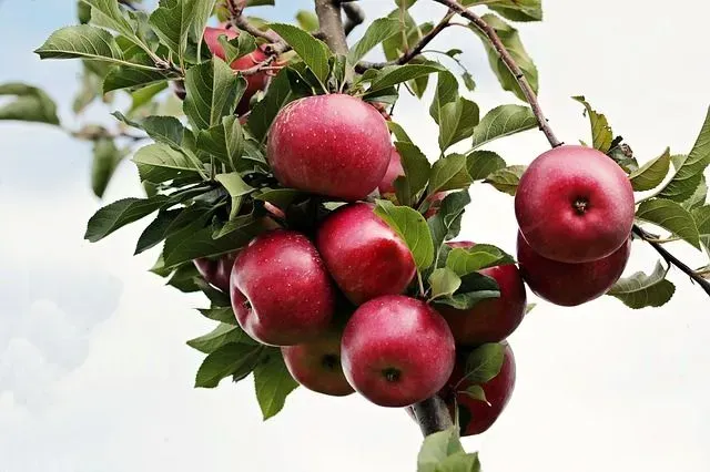 Red apples ripening on a tree branch with green leaves, against a cloudy sky.