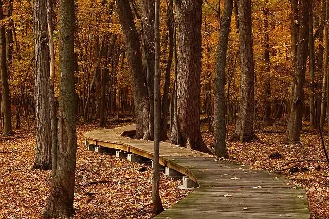Wooden walkway winds through a forest of tall trees with golden leaves in the fall.