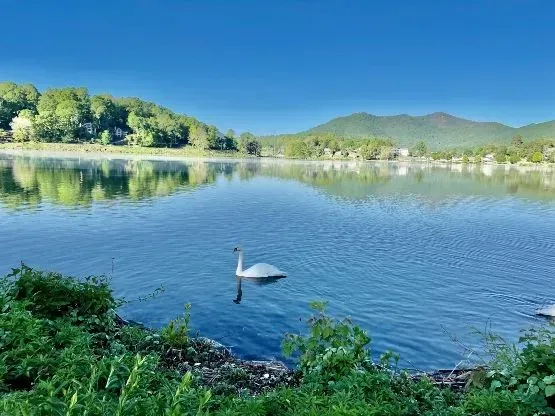 A swan swims in a serene lake with a backdrop of forested hills under a clear blue sky.