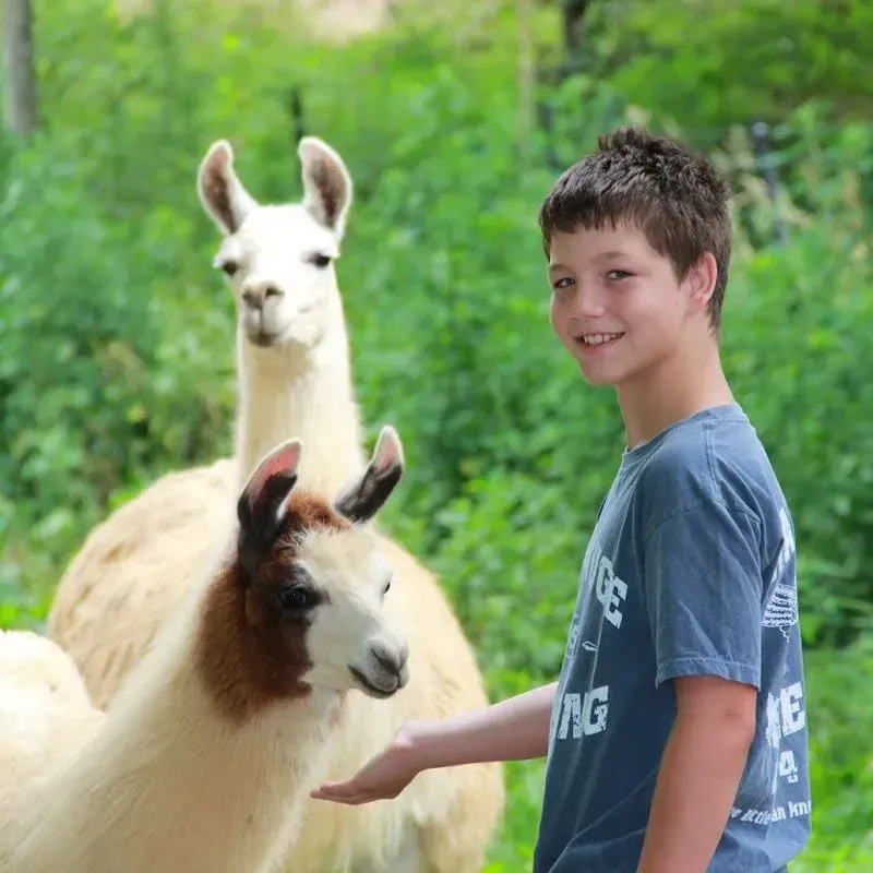 Boy smiling and feeding two llamas in front of green foliage.