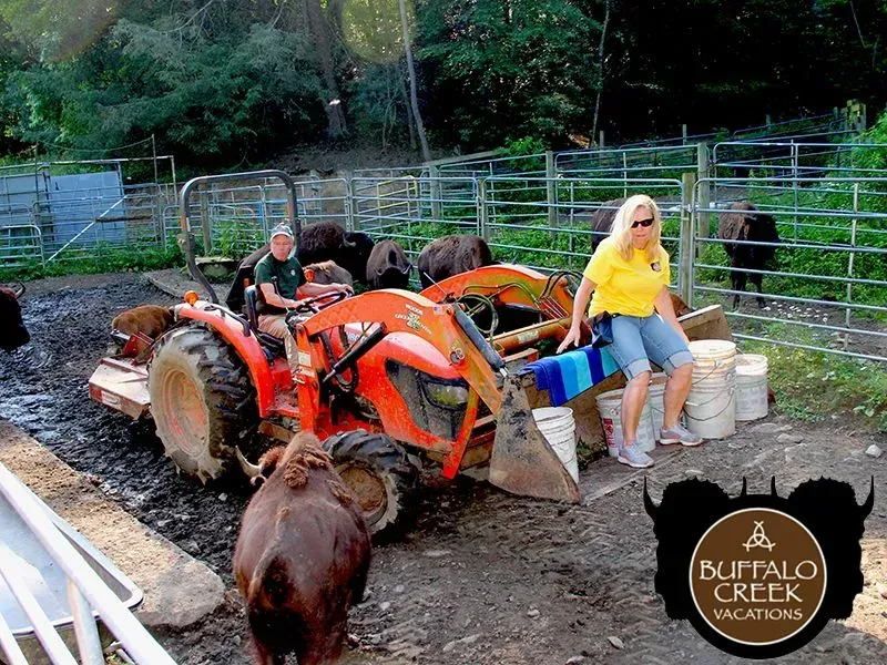 People on a tractor with bison, woman leaning on buckets, green trees, and a fence at Buffalo Creek Vacations.