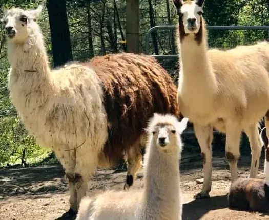 Three llamas: a light brown and white llama stands next to a brown and white llama, and one llama is seated in front.