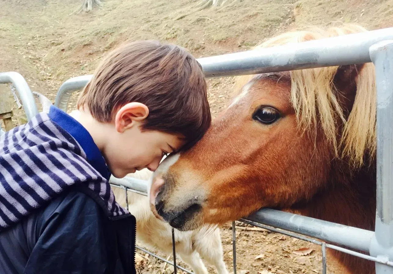 Boy with brown hair hugs a brown pony over a metal fence; outdoors.