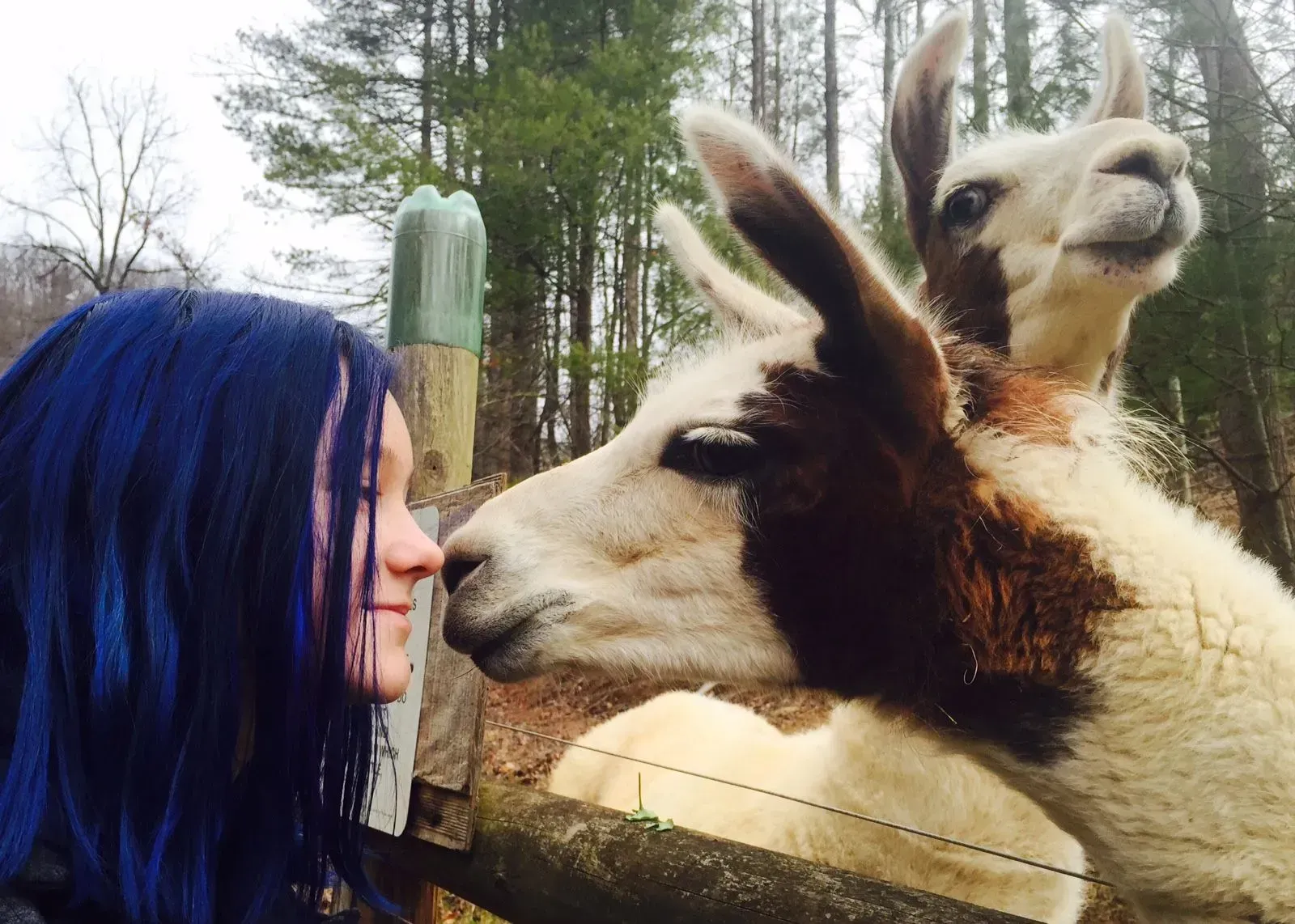 Woman with blue hair nose to nose with two llamas near a wooden fence and trees.
