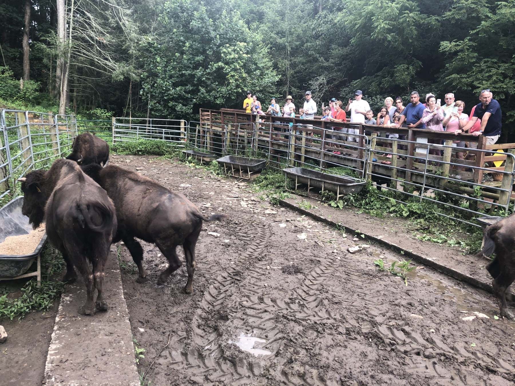 Bison eat from a trough while onlookers watch from behind a wooden fence in a muddy enclosure.