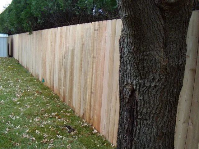 A wooden fence is surrounded by trees in a backyard