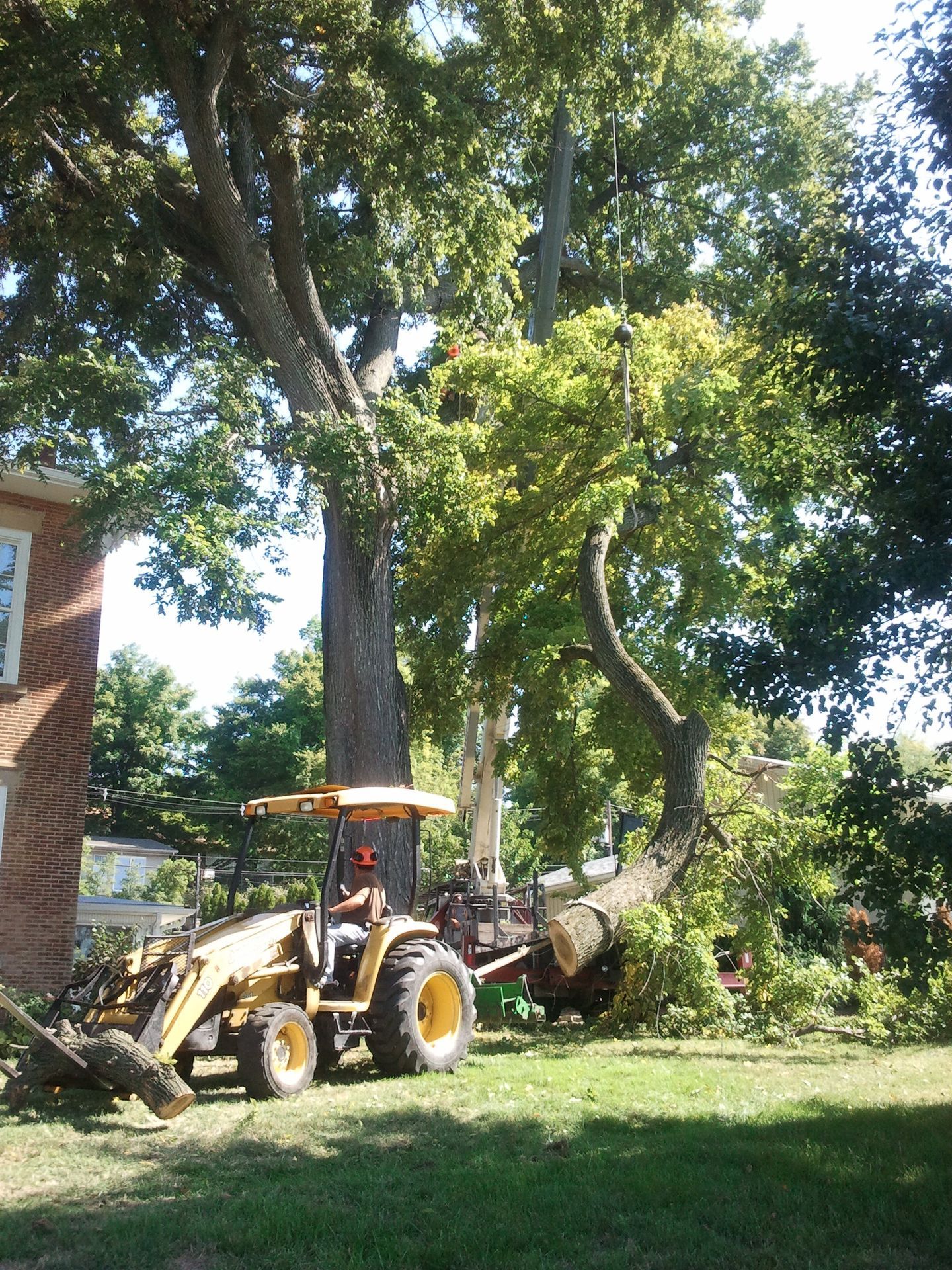 A yellow backhoe tractor sits on a lawn, lifting a cut tree branch near a large standing tree and a brick house.