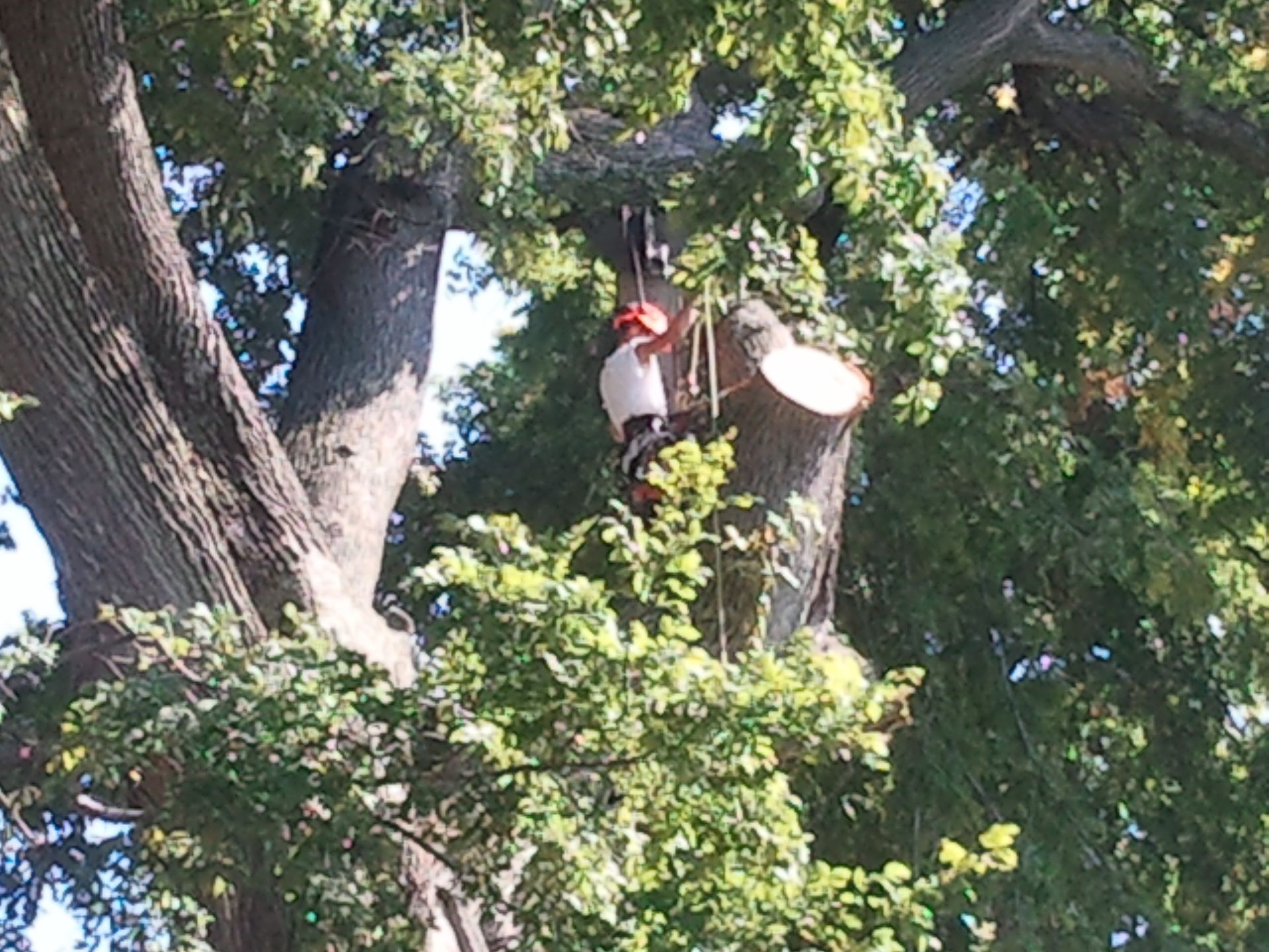 An arborist in a hard hat suspended in a large tree, using a chainsaw to remove a branch.