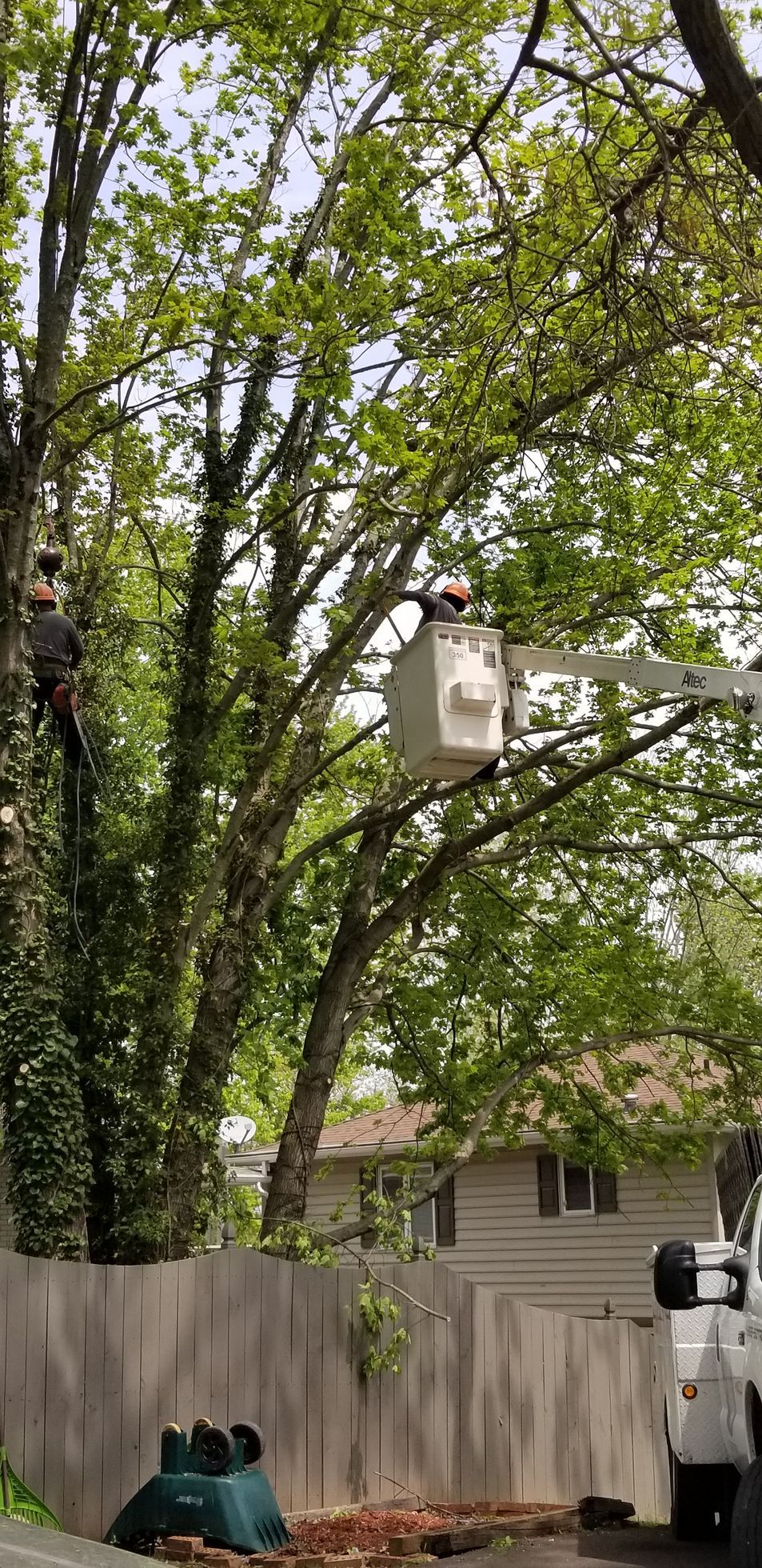 Two workers in a bucket truck trim a large tree near a residential fence.