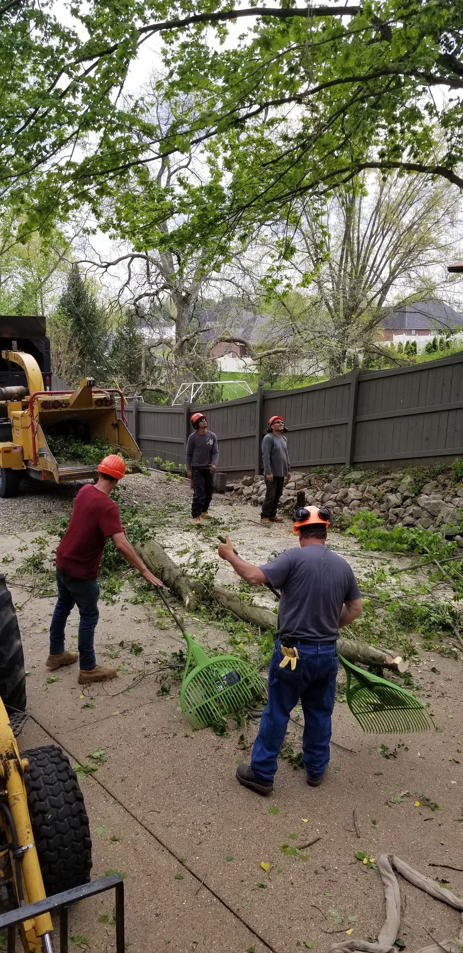 Three workers wearing hard hats clear tree branches from a yard next to a wood chipper and a wooden fence.