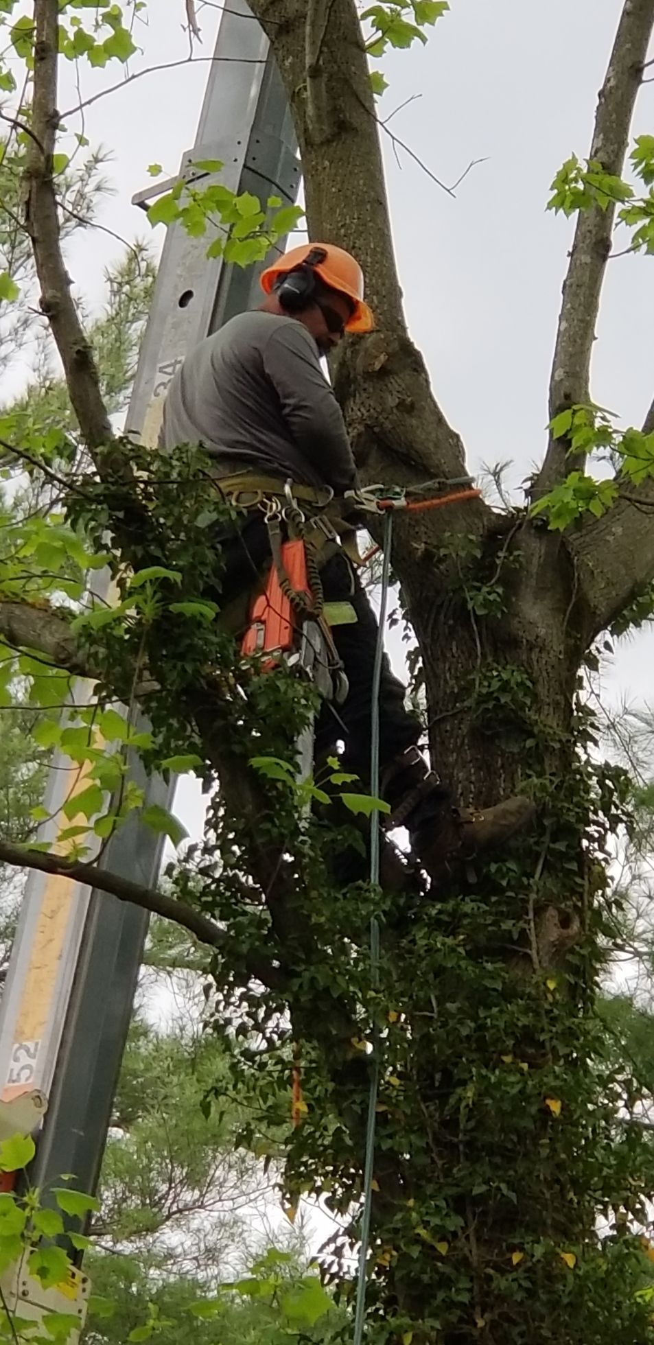 A person in an orange helmet and safety gear uses a chainsaw to prune a tree from a lift bucket.