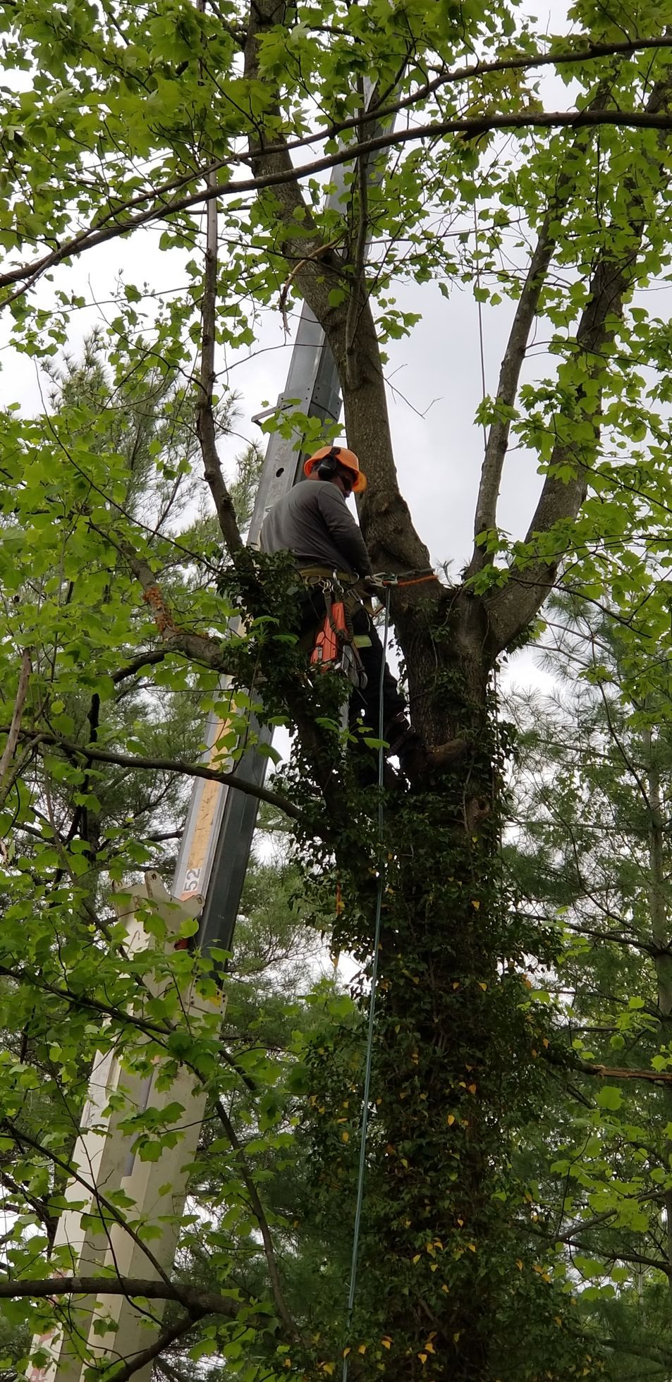 A person in a safety helmet and harness is high up in a tree, working with ropes near a tall crane boom.