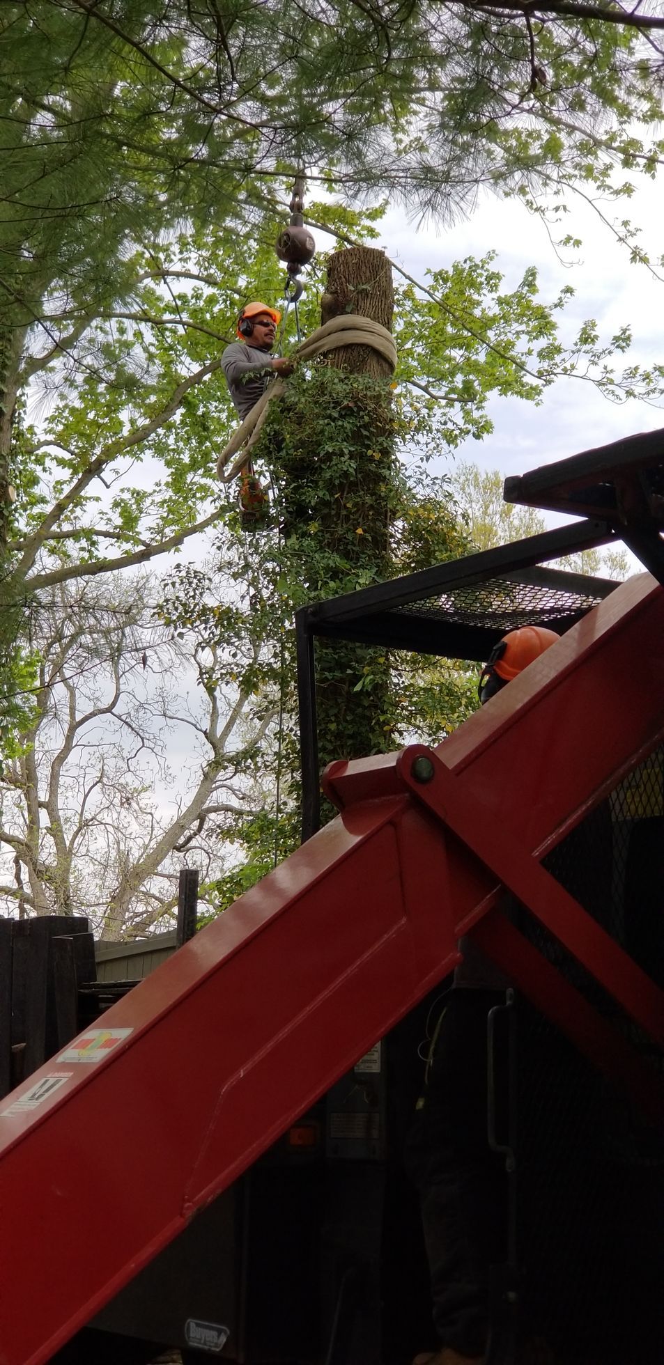 An arborist in a hard hat secures a rope around a tree trunk, assisted by a crane in the foreground.