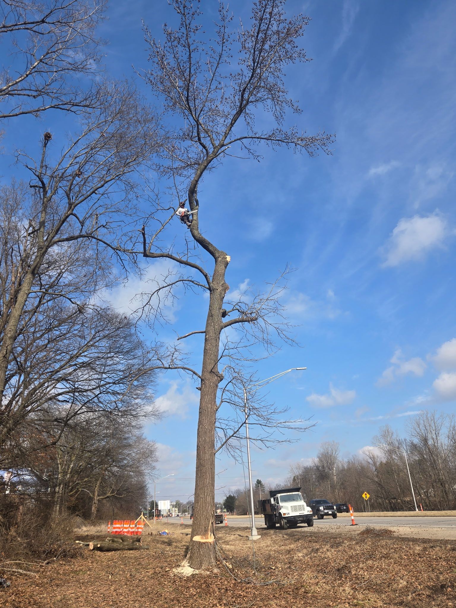 A tall tree pruned of its branches stands near a road with a work truck parked in the background under a blue sky.