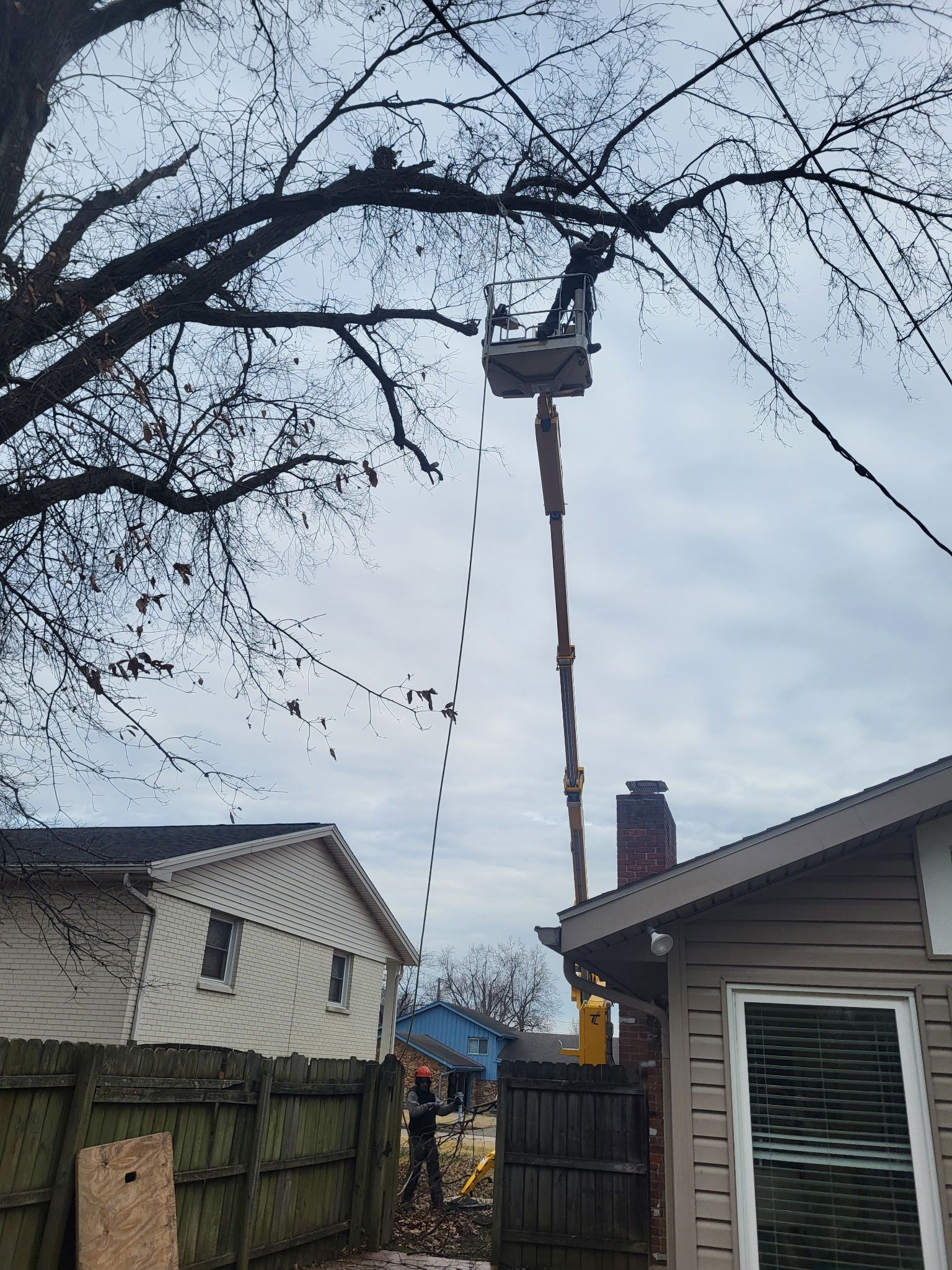 A worker in a bucket truck lift trims branches from a large tree near a residential home.