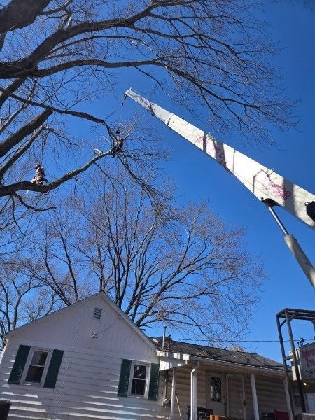 A crane extends over a white house to assist workers in pruning a large tree against a clear blue sky.