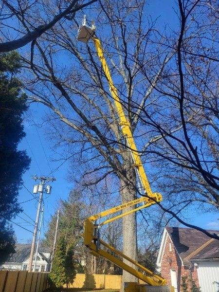 A yellow articulating boom lift is extended high into the bare branches of a large tree under a clear blue sky.