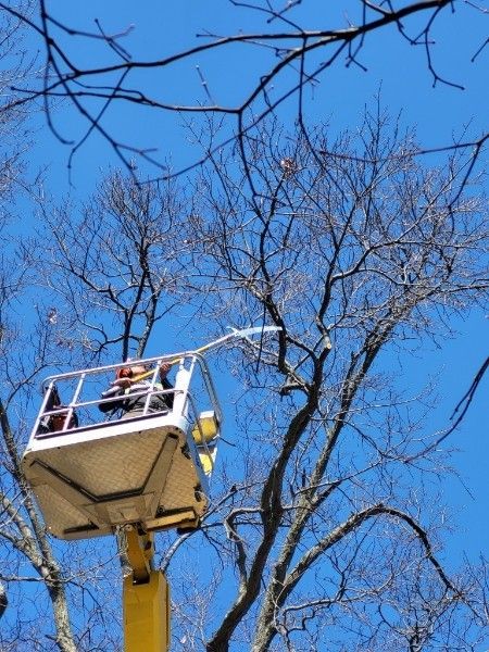 A worker in a yellow cherry picker bucket trims branches from a bare tree against a clear blue sky.
