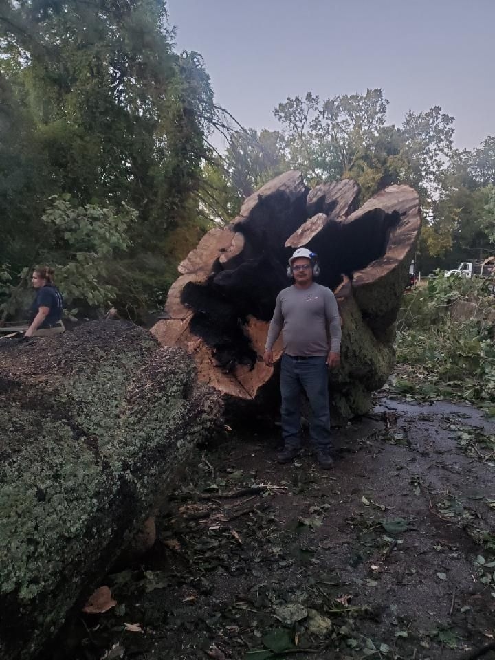 A person standing next to the massive, hollowed-out trunk of a fallen tree in a wooded area.