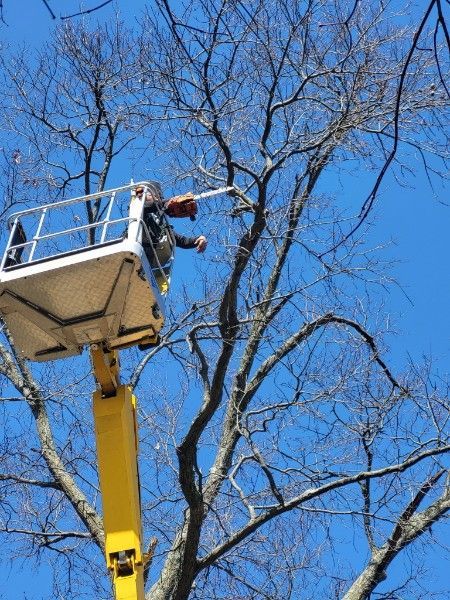tree trimming service