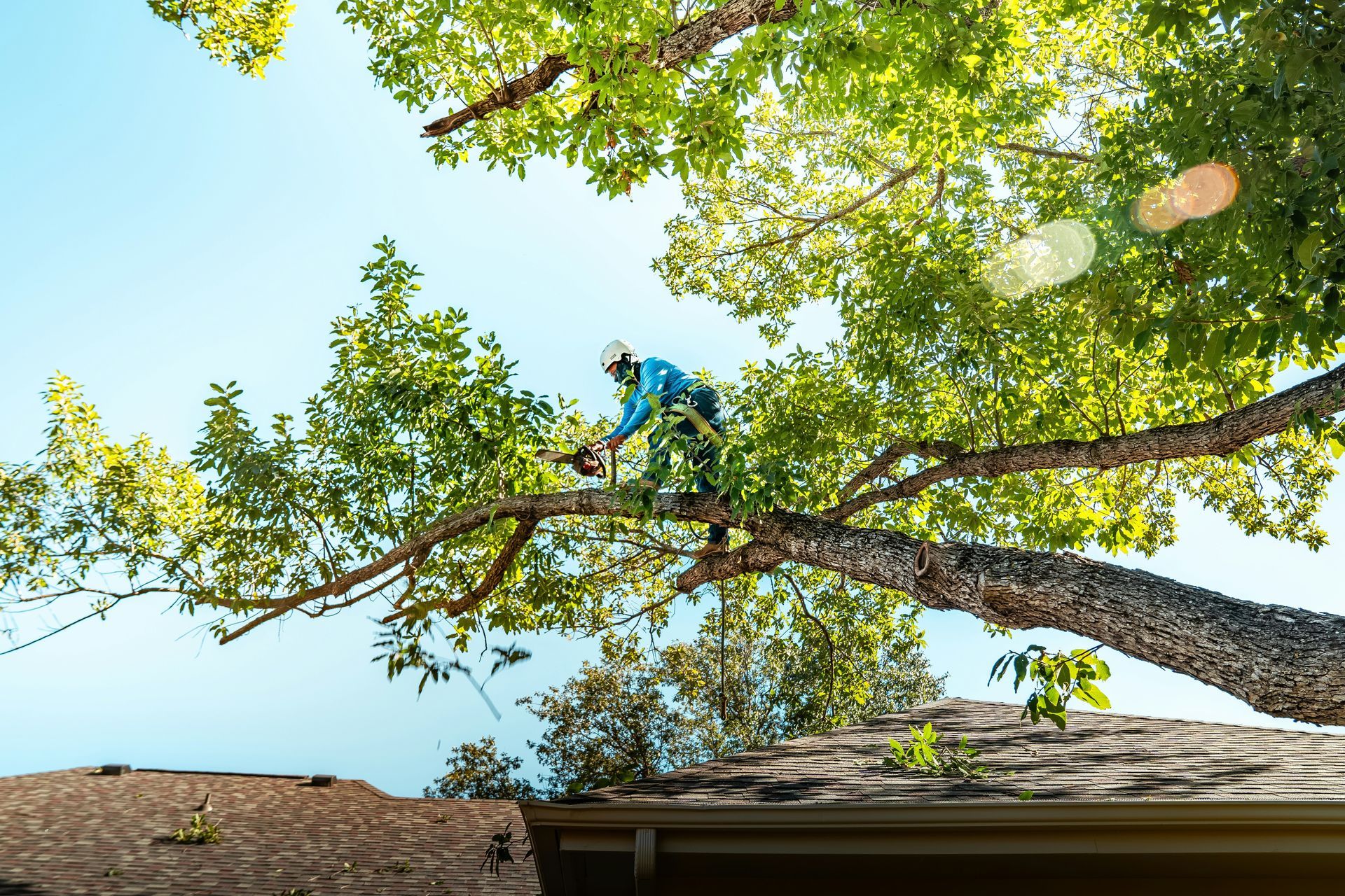 tree trimming