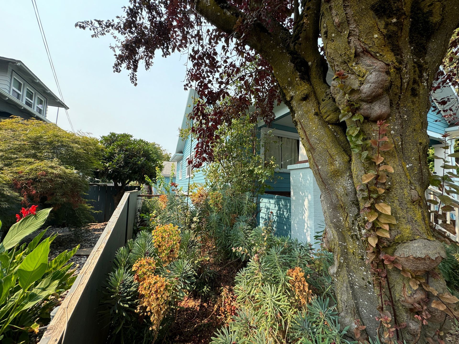 Garden path beside a large tree and house, with lush shrubs and blue building in the background