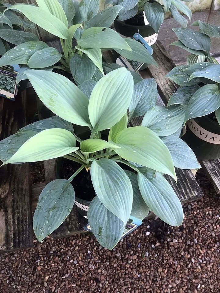 Blue-green hosta plants in pots, with large, veined leaves.